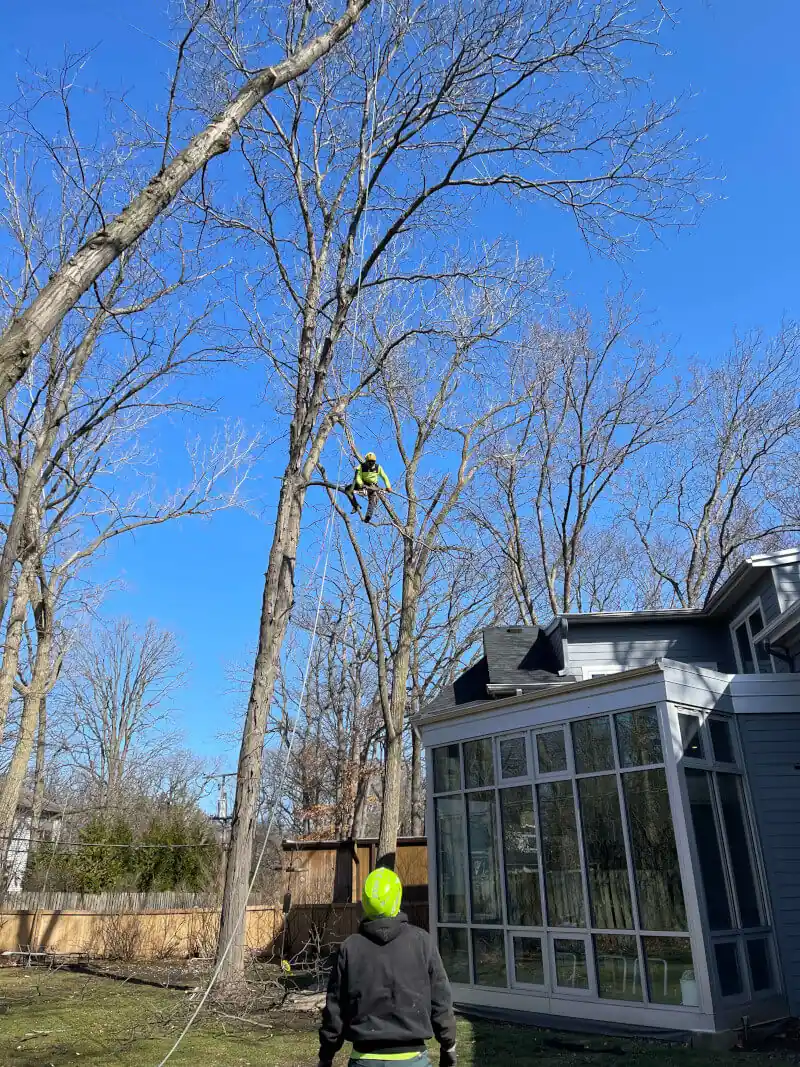 Squirrels Tree Service climber removing a tree in Zion, IL