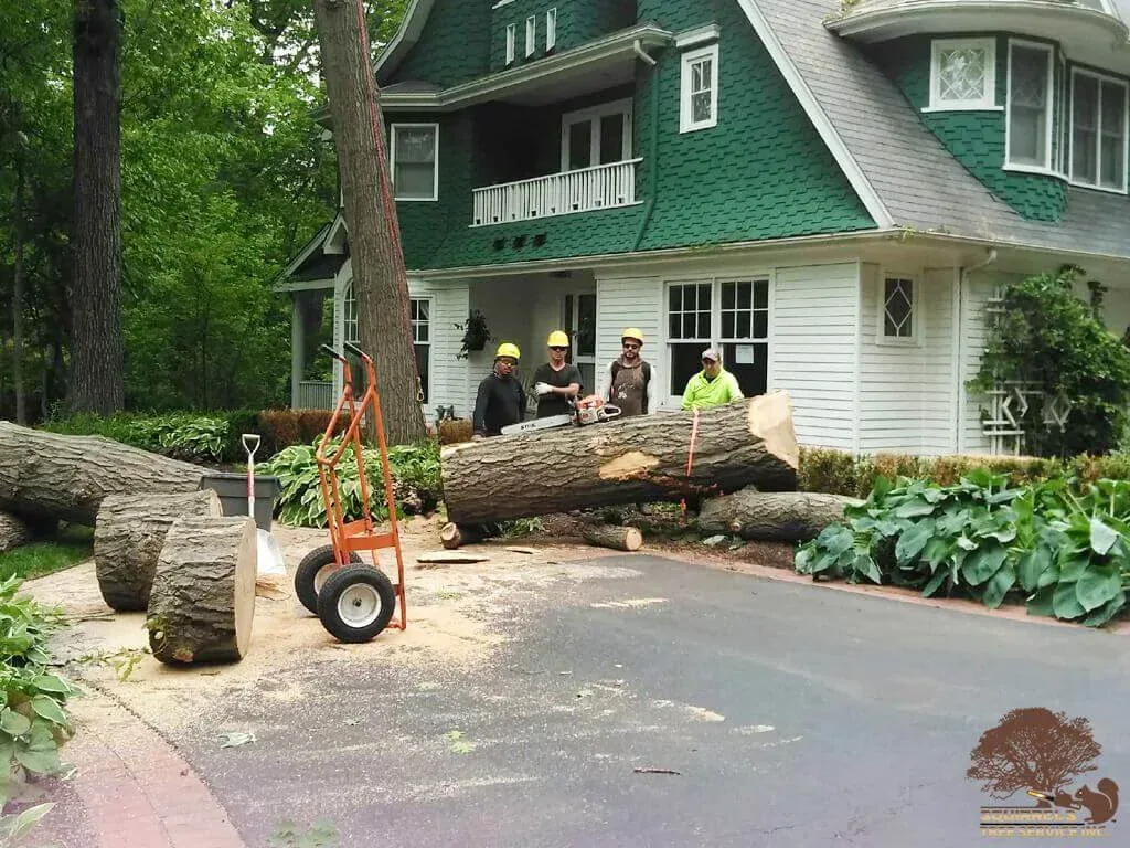 Squirrels Tree Service crew removing a large tree near a home in Zion, IL